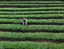 Thái Nguyên trồng chè hữu cơ hướng đến nông nghiệp sạch