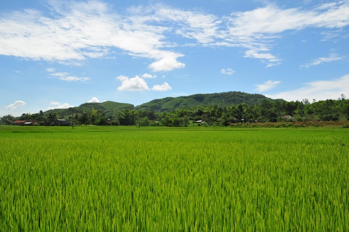 Cánh đồng lúa Cà Ty (xã Tịnh Trà, huyện Sơn Tịnh).