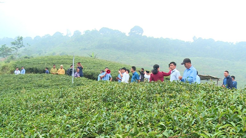 Thâm canh theo hướng hữu cơ nâng tầm giá trị cây chè ở Hồng Thái