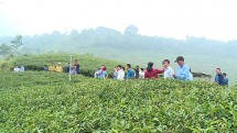 tham canh theo huong huu co nang tam gia tri cay che o hong thai