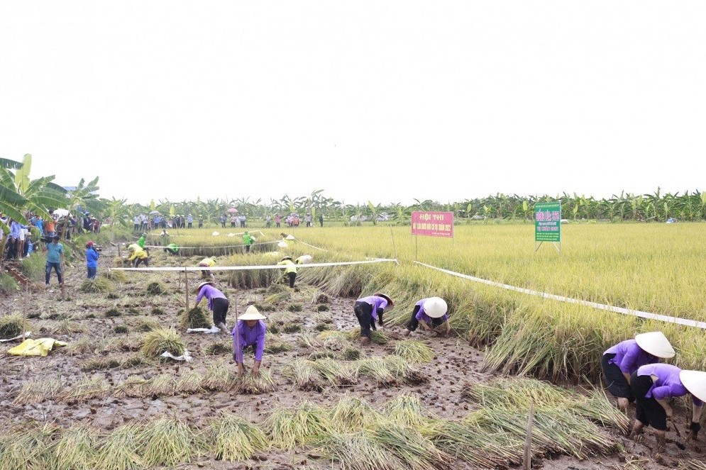 Rục rịch khai hội "Lúa rươi hữu cơ Tứ Kỳ" năm 2024