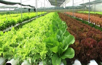 Chuyển đổi từ nông nghiệp truyền thống sang phát triển ứng dụng công nghệ cao