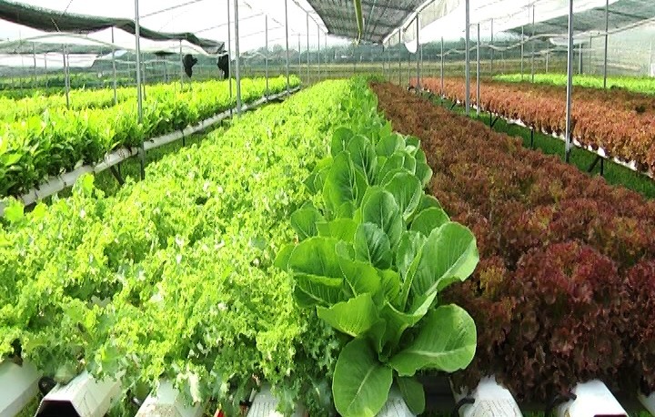 Chuyển đổi từ nông nghiệp truyền thống sang phát triển ứng dụng công nghệ cao