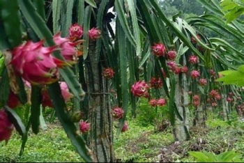 nong dan hai phong khai thac tiem nang thanh long huu co