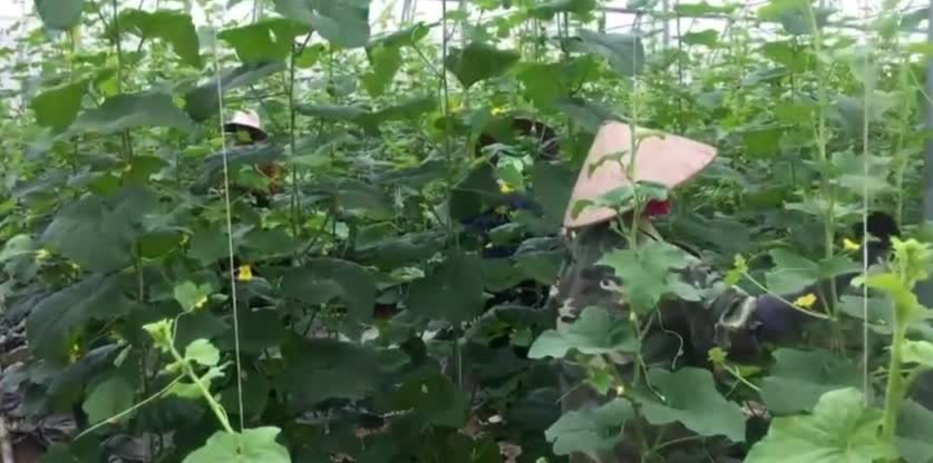 Ứng dụng công nghệ cao vào mô hình trồng dưa vàng trong nhà màng
