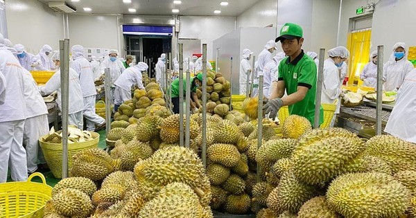 Sức bật ấn tượng của ngành sầu riêng Việt Nam