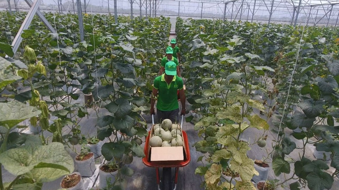 TP.HCM: Thúc đẩy nông nghiệp công nghệ cao, đột phá cho tương lai xanh