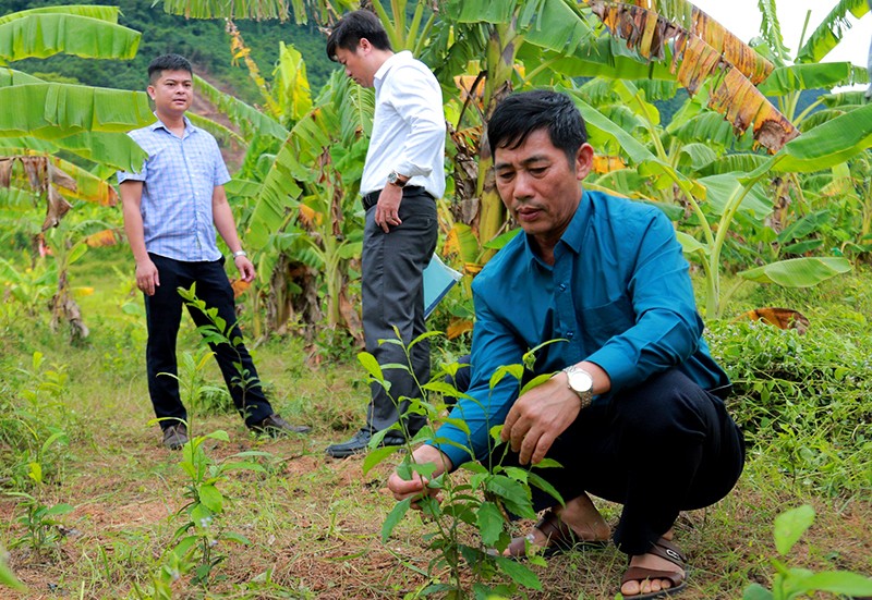 Trồng thử nghiệm cây dược liệu xạ đen tại một xã miền núi Quảng Bình