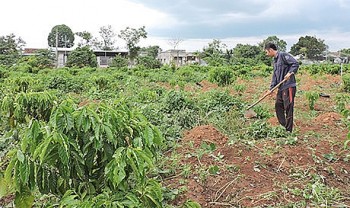 Kon Tum thành lập 73 tổ khuyến nông cộng đồng