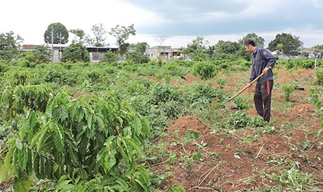 Kon Tum thành lập 73 tổ khuyến nông cộng đồng