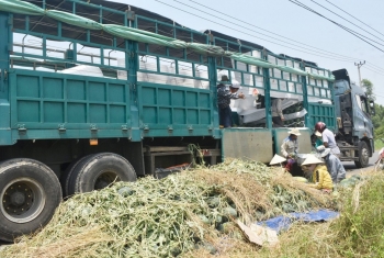 Dưa hấu hữu cơ Phú Ninh: Mô hình liên kết cho nông dân lãi lớn