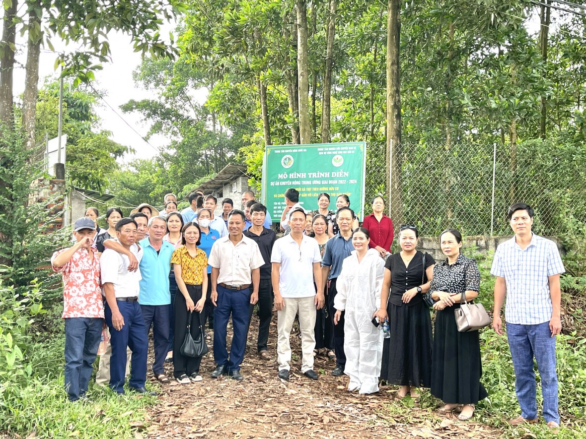 Nhân rộng chăn nuôi gà thịt bản địa theo mô hình hữu cơ