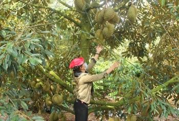 Đắk Lắk: 8 dự án về nông nghiệp trọng điểm thu hút đầu tư đến năm 2025