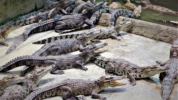 Cá sấu Việt hướng tới thị trường tỷ đô