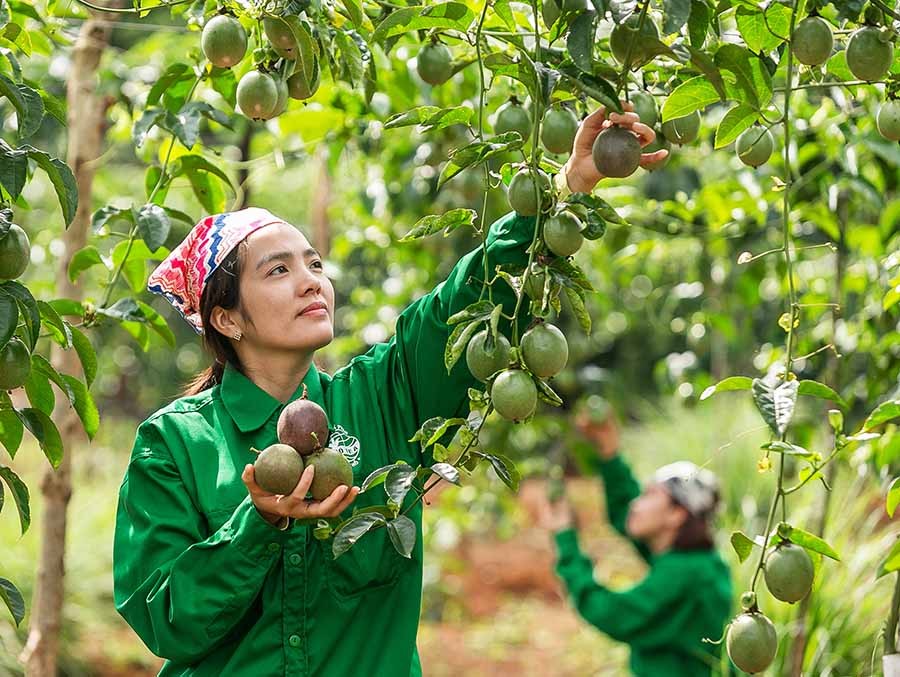 Trong 5 năm qua, sản lượng và kim ngạch xuất khẩu chanh leo tăng hơn 300% và luôn nằm trong top 10 loại trái cây có kim ngạch xuất khẩu cao. Trong 5 năm qua, sản lượng và kim ngạch xuất khẩu chanh leo tăng hơn 300% và luôn nằm trong top 10 loại trái cây có kim ngạch xuất khẩu cao.