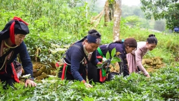 Tiềm năng phát triển cây dược liệu dưới tán rừng ở miền núi phía Bắc