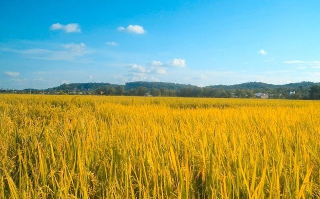 Cần Thơ: Nâng tầm sản xuất lúa, vươn xa trên thị trường gạo quốc tế