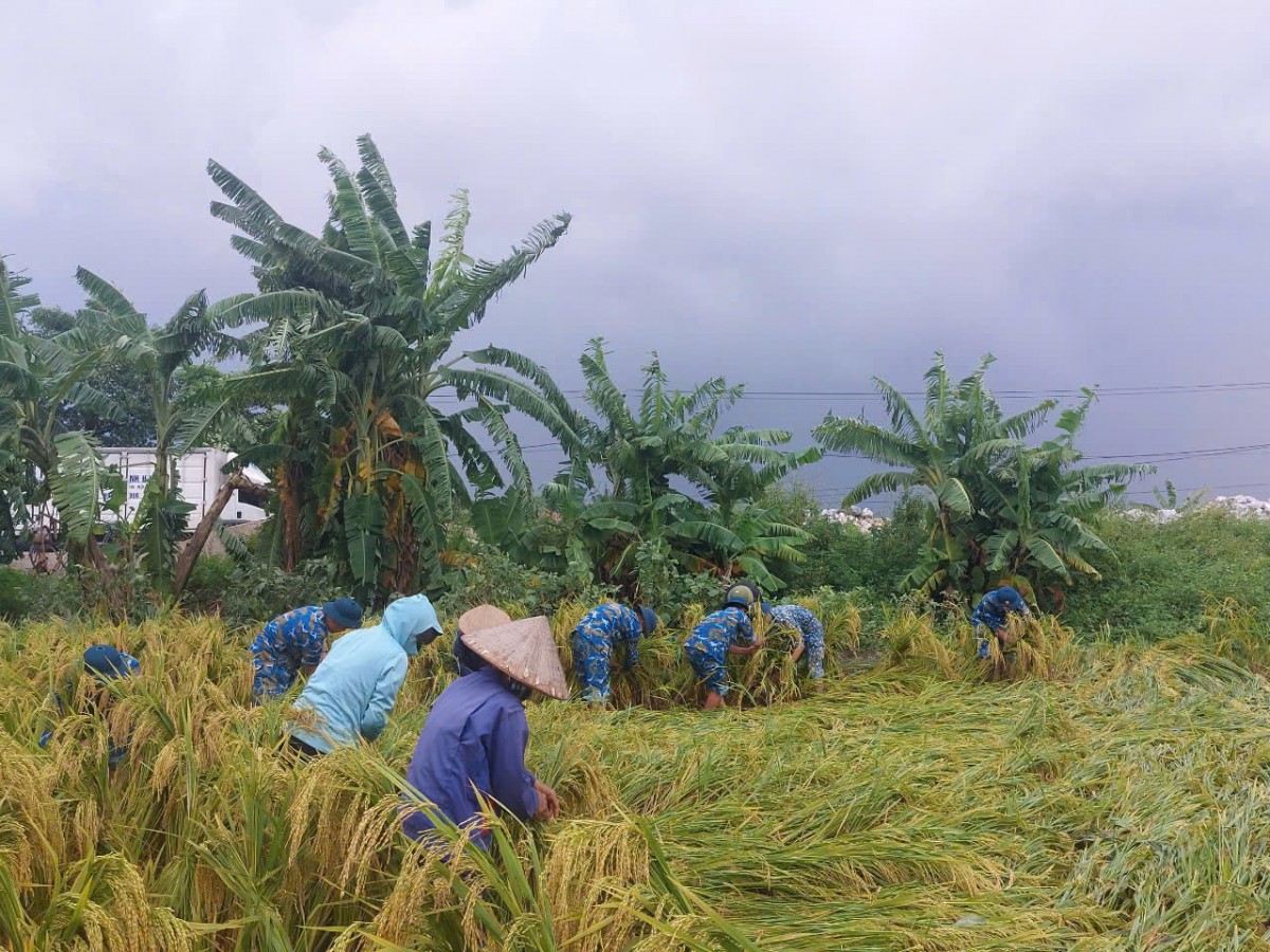 Bộ Nông nghiệp và Phát triển nông thôn tập trung chỉ đạo, có kế hoạch sản xuất linh hoạt, hiệu quả và các biện pháp khắc phục hậu quả để khôi phục sản xuất nông nghiệp ngay sau bão, mưa lũ.
