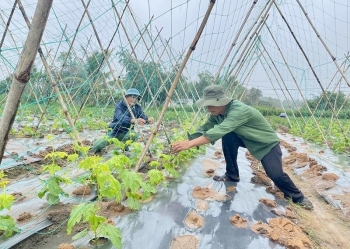 An Khê: Tái cơ cấu nông nghiệp thành công