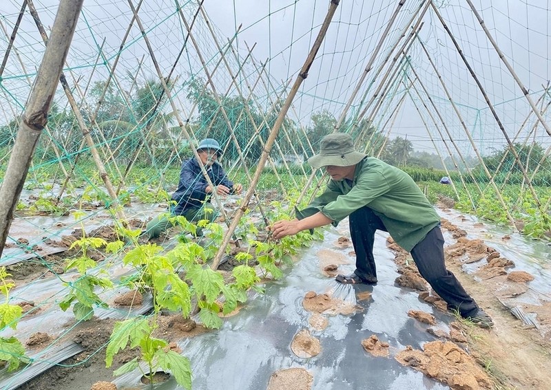 An Khê: Tái cơ cấu nông nghiệp thành công