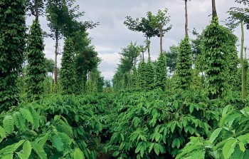 Gia Lai: Hiệu quả kinh tế cao nhờ chuyển đổi cây trồng