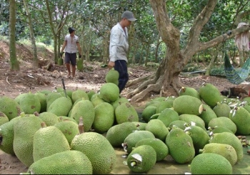 Bỏ lúa trồng mít, nông dân thu lãi trăm triệu