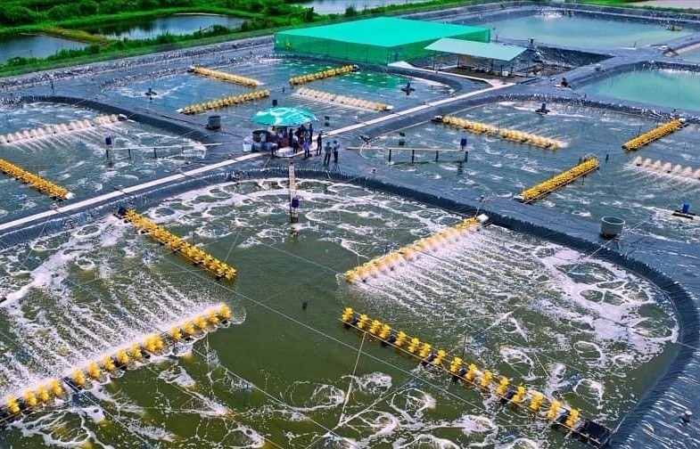 Sóc Trăng: Thúc đẩy phát triển kinh tế - xã hội nhờ nuôi tôm công nghệ cao