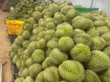 Xử phạt doanh nghiệp vi phạm về mã vùng trồng, dùng hoá chất trái phép nhúng sầu riêng