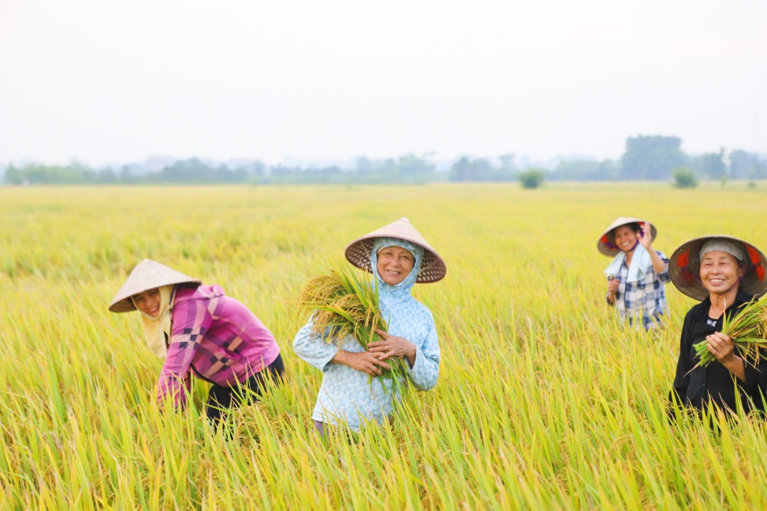 Nền nông nghiệp hiện đóng góp khoảng 12% GDP của Việt Nam, cung cấp sinh kế cho khoảng 30% lực lượng lao động - Ảnh minh họa.