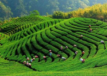 Chè Việt Nam: Nâng tầm giá trị, vươn ra thế giới
