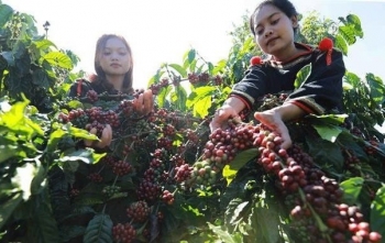 Đắk Lắk: Tăng cường kiểm tra, giám sát các hoạt động thu mua, tiêu thụ cà phê