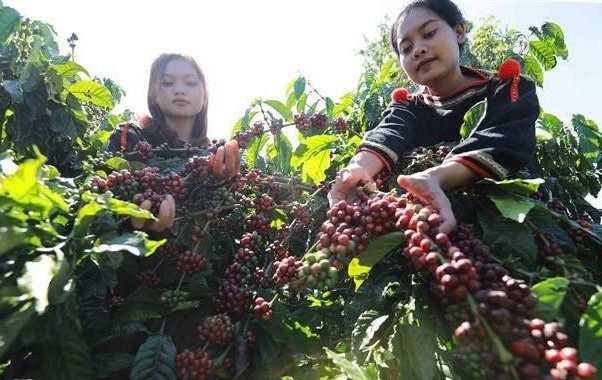 Đắk Lắk: Tăng cường kiểm tra, giám sát các hoạt động thu mua, tiêu thụ cà phê