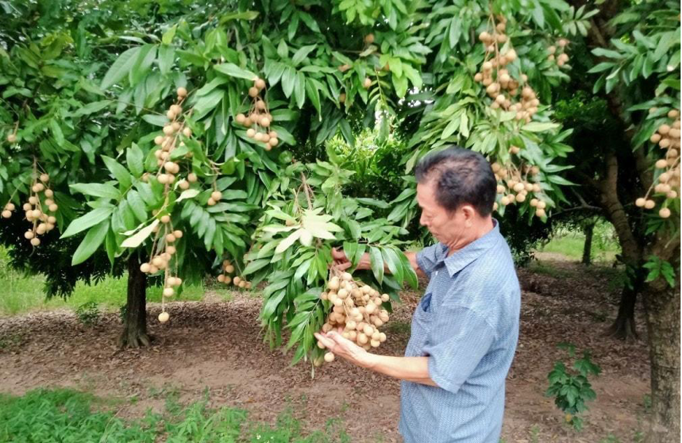 Quốc Oai: Chuyển đổi cơ cấu nông nghiệp, nâng cao thu nhập cho người dân