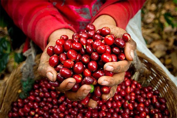 Giá cà phê tăng vọt, nông nghiệp Việt Nam đón mùa bội thu