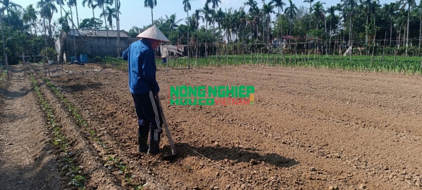 Gia đình nhà chị Hương cũng đã cơ bản cải tạo lại đất và trồng được một số hoa màu như hoa cúc, hoa dơn. (Ảnh: Anh Nông Dân)