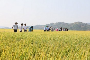 Canh tác lúa gạo ở châu Á chuyển mình xanh hơn nhờ làn sóng đổi mới