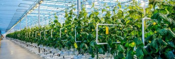 Nông nghiệp công nghệ cao Hà Nội: Chặng đường nhiều triển vọng