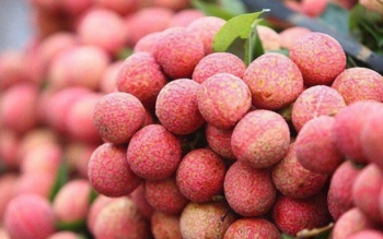 Bắc Giang: Phát triển bền vững vùng vải thiều Tân Yên