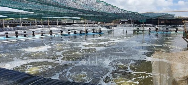 Bến Tre: Gặt hái thành công với mô hình nuôi tôm công nghệ cao