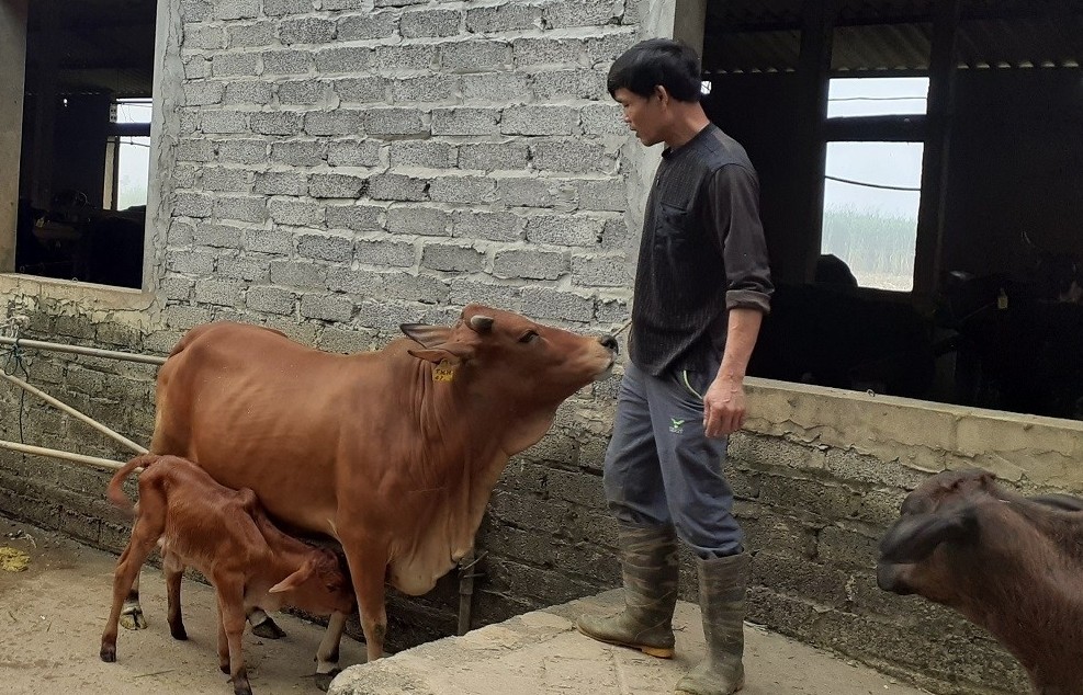 Hưng Yên chủ động phòng chống đói, rét cho gia súc, gia cầm
