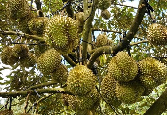 Xây dựng mô hình sử dụng phân bón hữu cơ trong sản xuất sầu riêng bền vững