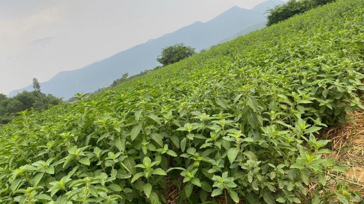 Chuỗi giá trị nông nghiệp: 