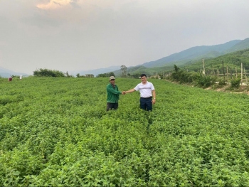 Chuỗi giá trị nông nghiệp: "Chìa khóa" để nâng cao giá trị nông sản Việt