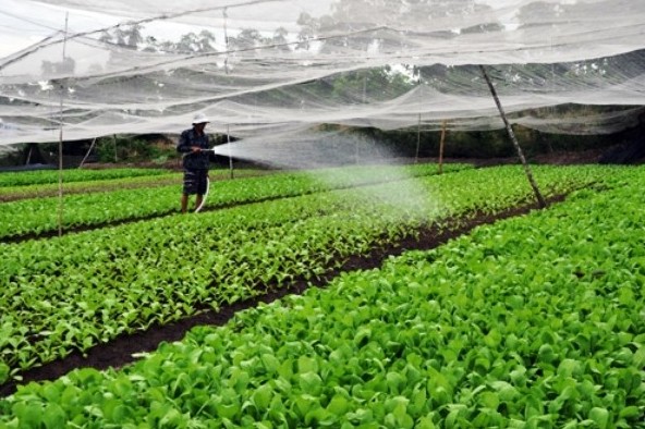 Vĩnh Phúc: Chuyển đổi số trong nông nghiệp - Hiệu quả bước đầu