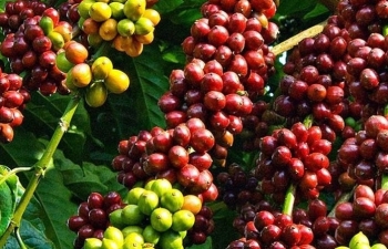 4 bước trồng cà phê hữu cơ