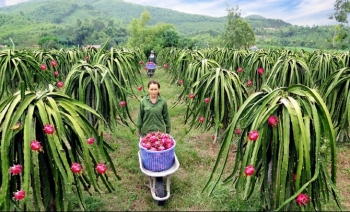 Thanh long ruột đỏ Lập Thạch - Trái ngọt trên vùng đất mới