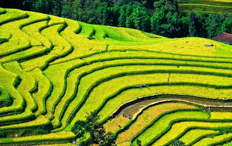 Ruộng bậc thang - Kiệt tác của thiên nhiên và con người