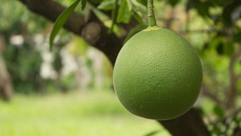 Bưởi Phú Bình: Vươn lên nhờ khoa học kỹ thuật