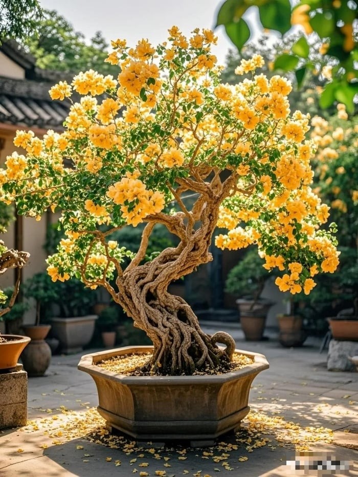 Cây cảnh ngày Tết: Nét đẹp truyền thống và ý nghĩa tinh thần