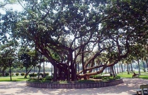 xung quanh chuyen ve bac ho trong cay dip tet